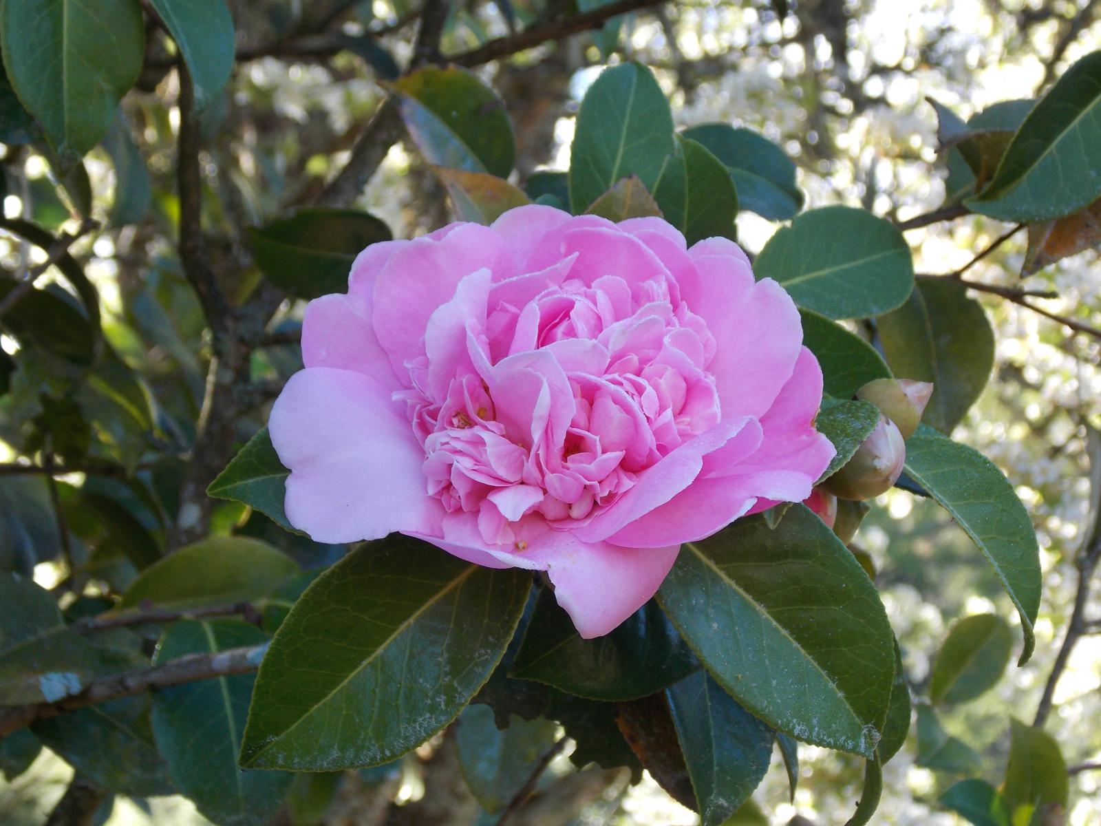 Camelia rosada (Camellia japonica)