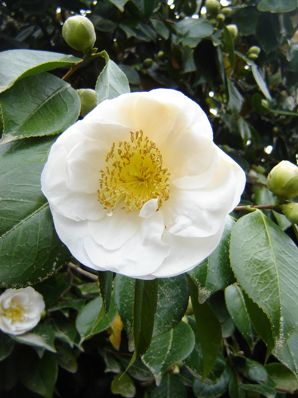 Camelia blanca  (Camellia japonica)