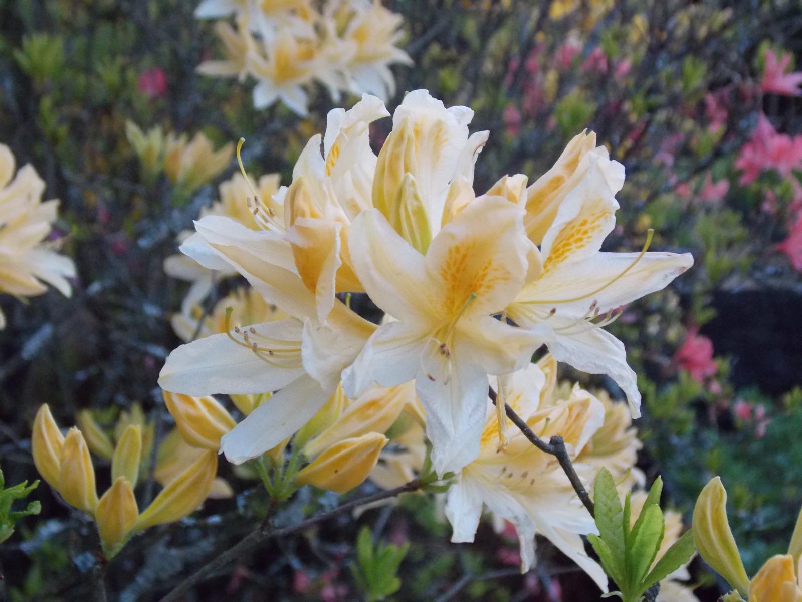 Azalea Molly amarillo claro (Rhododendron mollis)