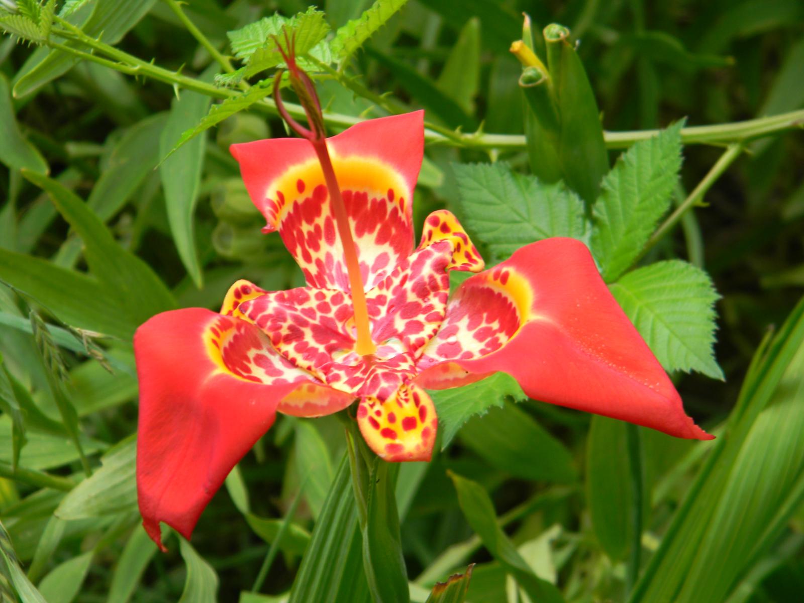 Flor de un día (Tigridia pavonia) 