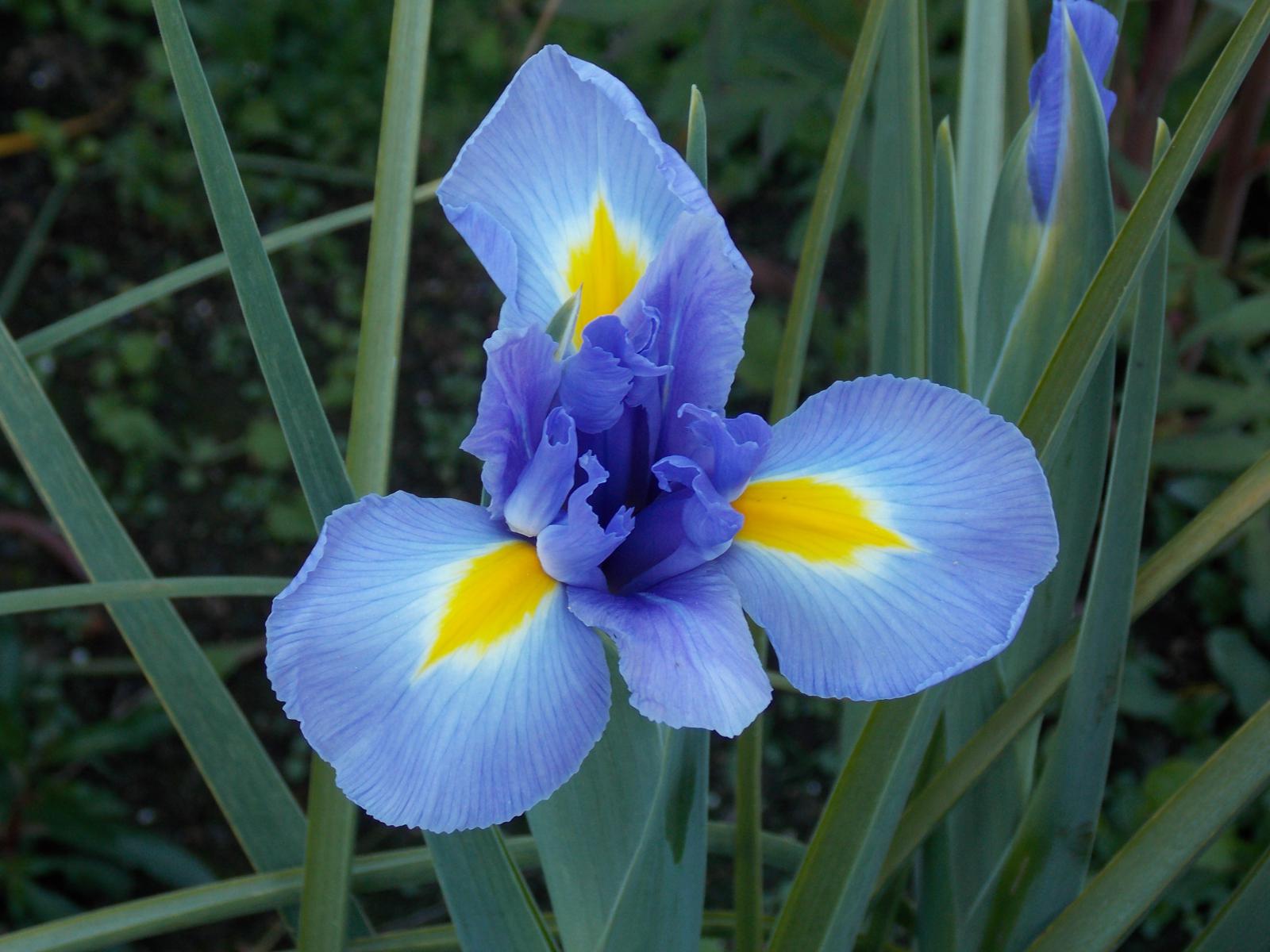Lirio azul (Iris germánica)