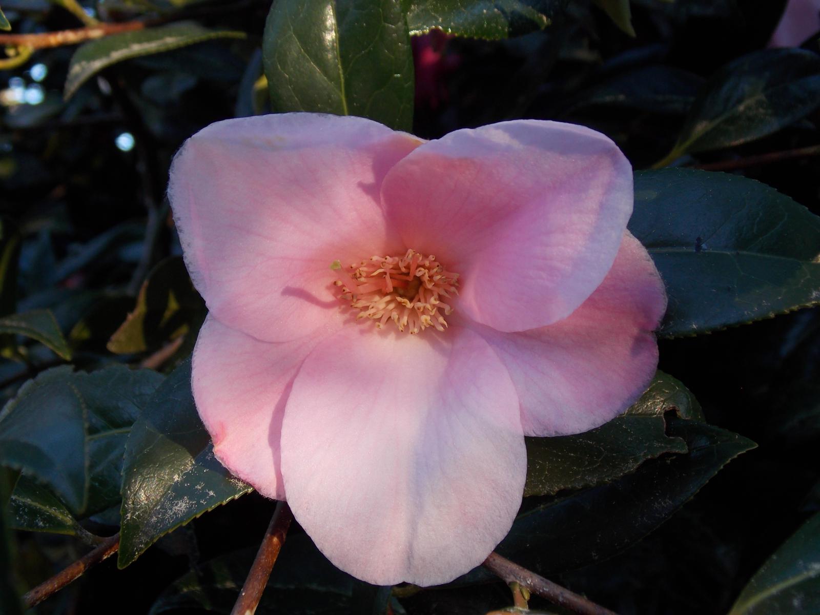 Camelia rosada (Camellia japonica)