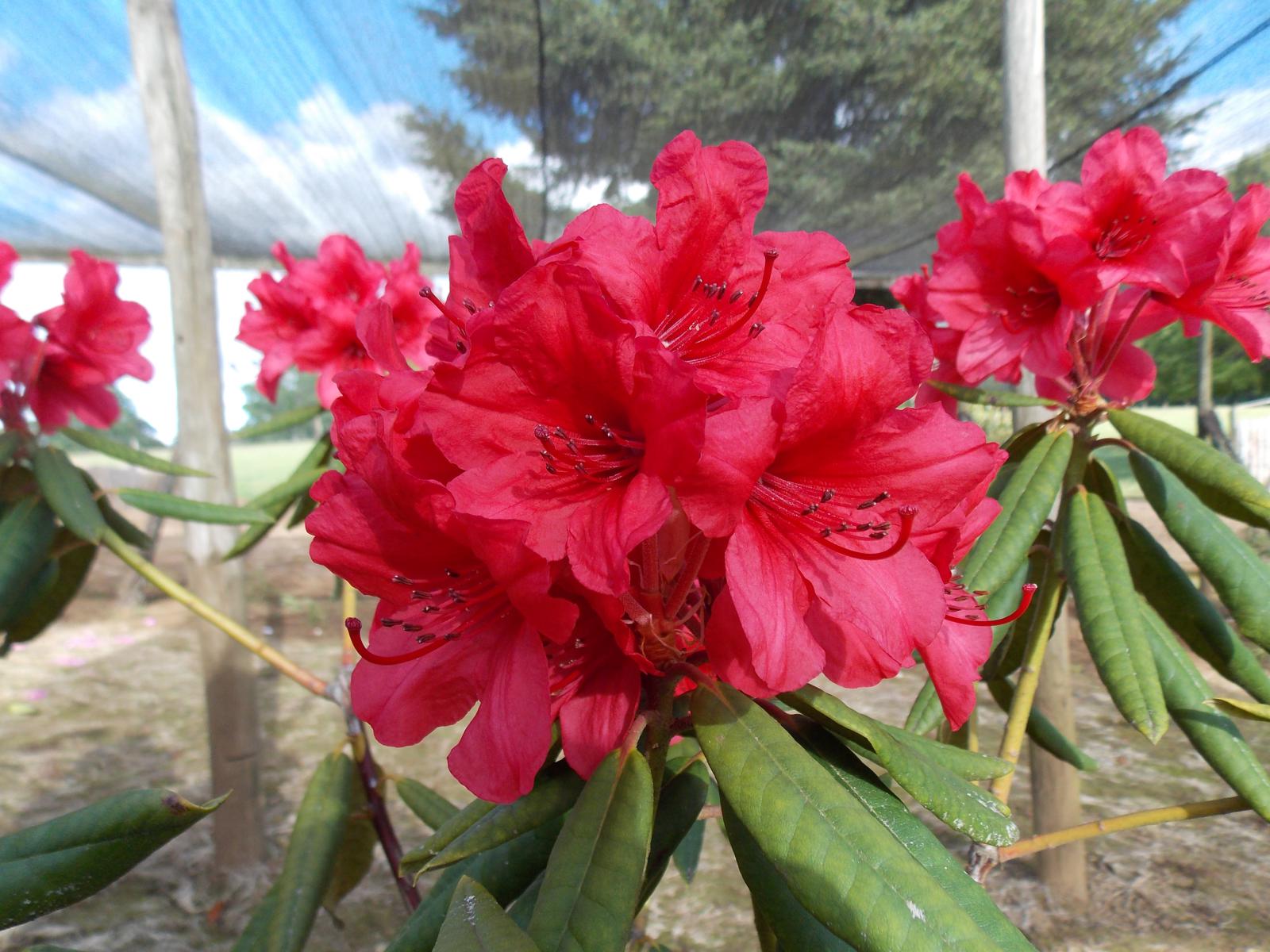 Rododendro rojo fuerte (Rhododendron spp.)