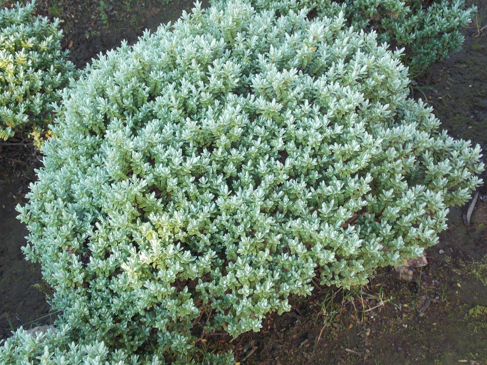 Verónica plateada (Hebe pinguifolia)