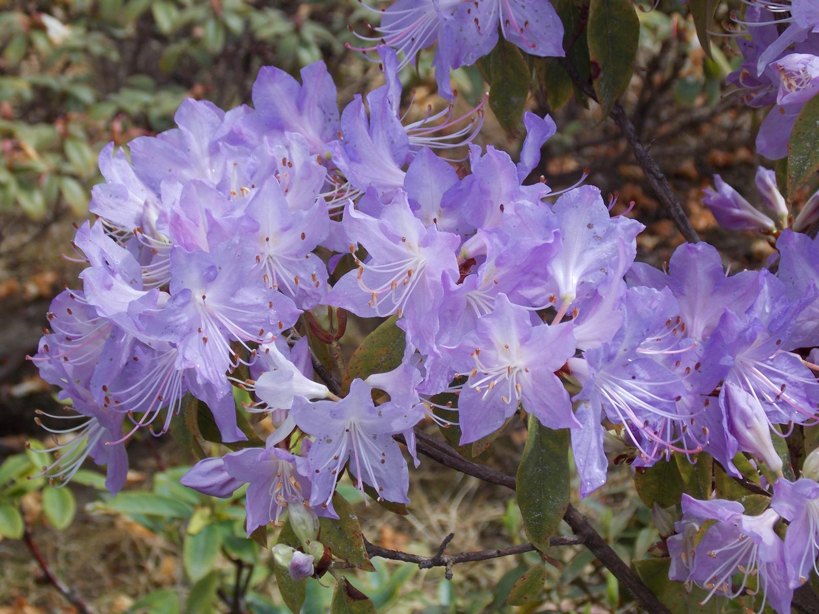 Rododendro azul (Rhododendron spp.)