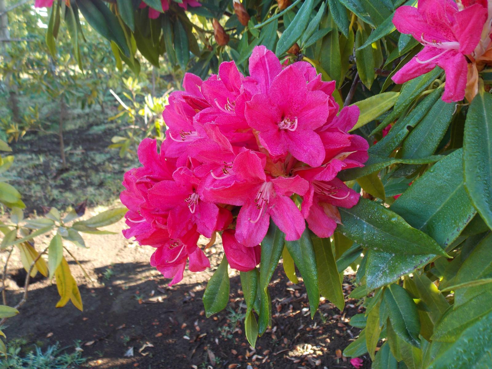 Rododendro fucsia intenso (Rhododendron spp.)