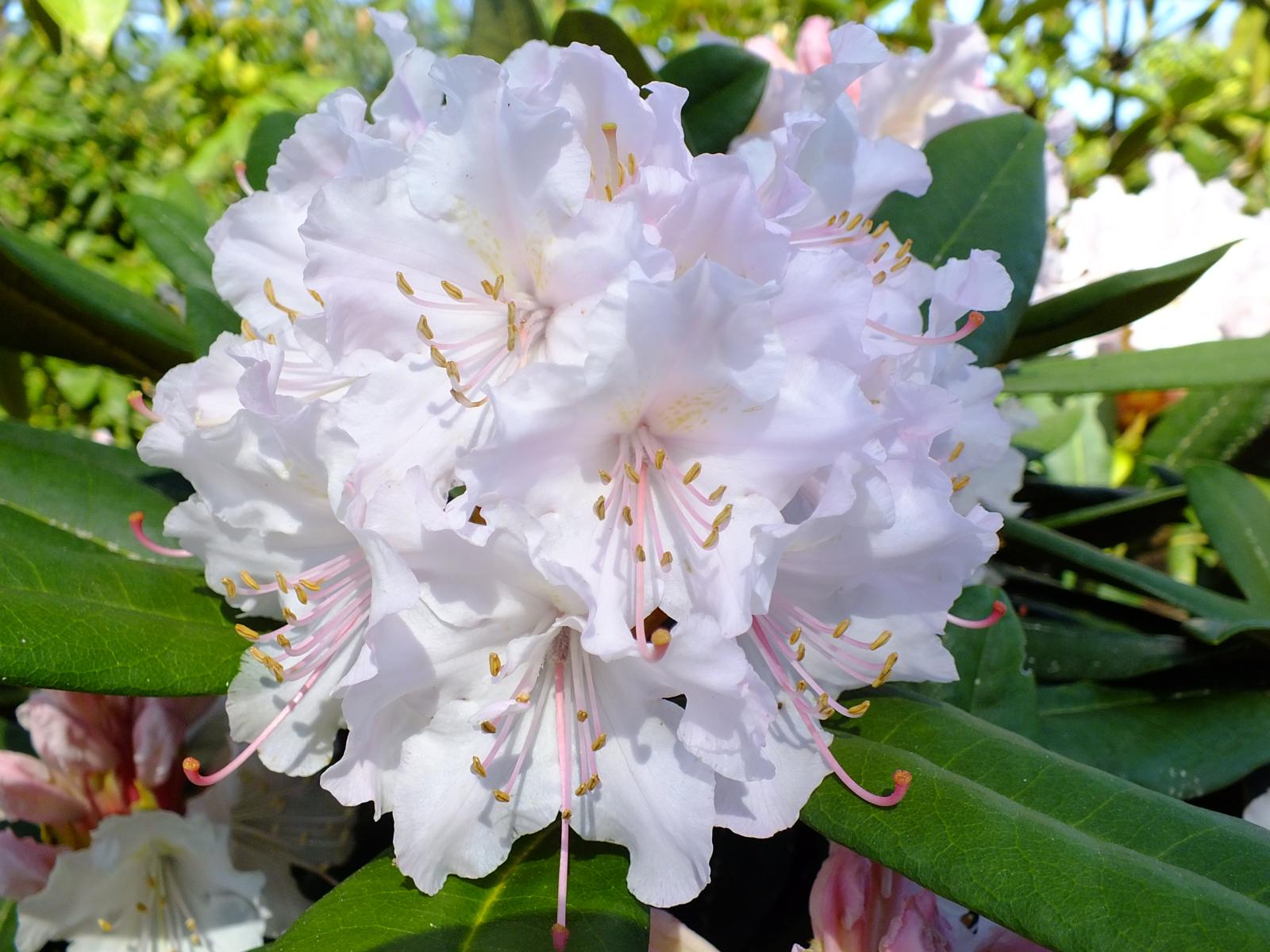 Rododendro blanco (Rhododendron spp.)
