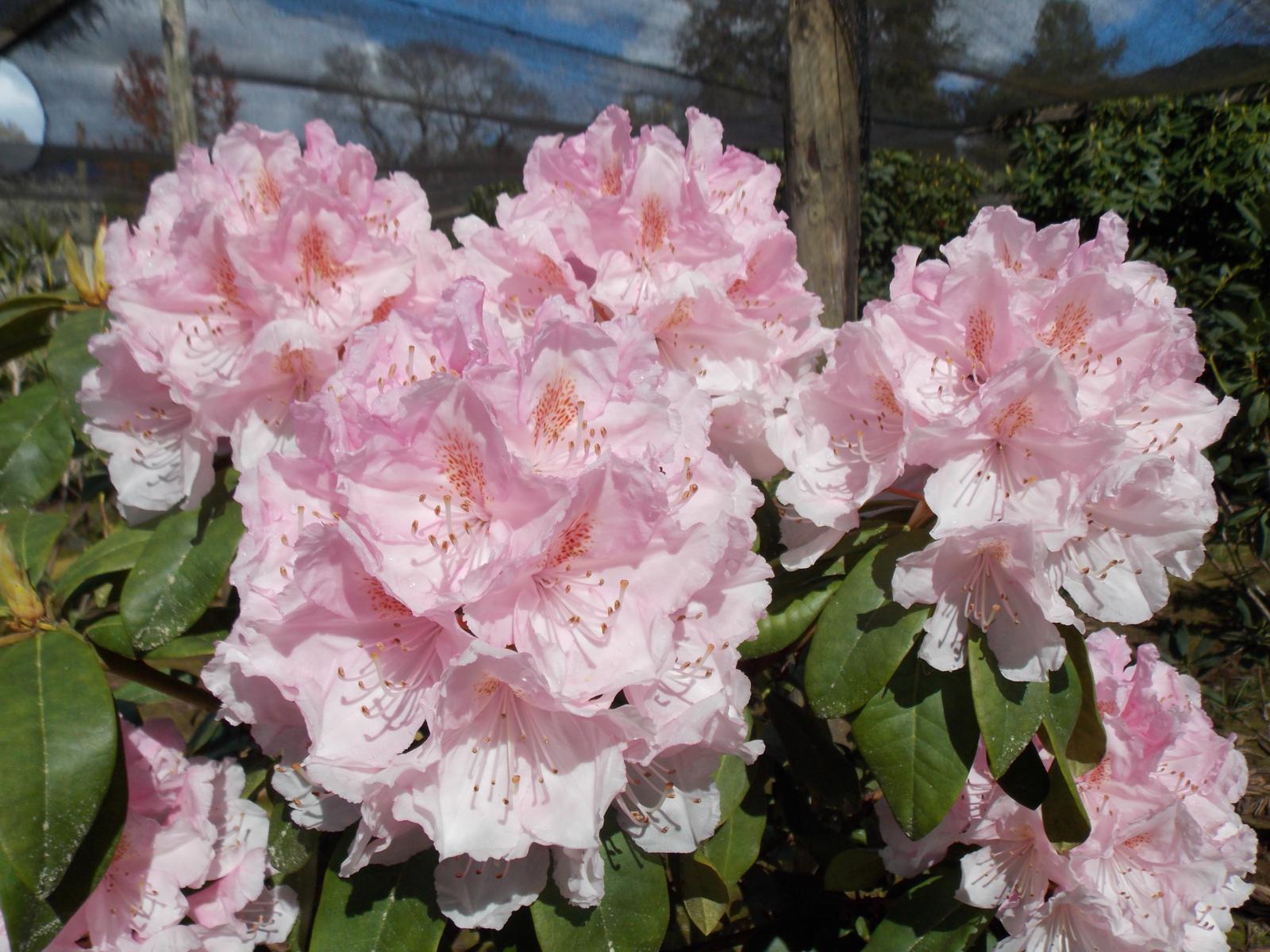 Rododendro rosado claro (Rhododendron spp.)